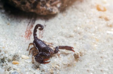 Akrep sürüngenler kum üzerinde Kapat