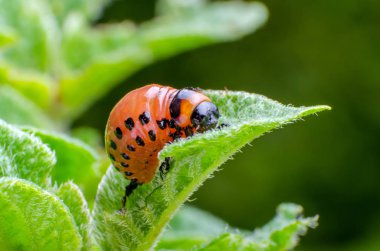 Colorado Patates böceği kırmızı larva patates yaprakları yiyor