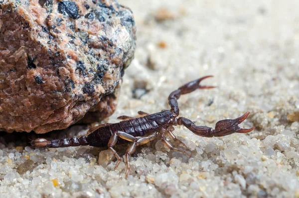 Escorpião se arrasta na areia de perto — Fotografia de Stock