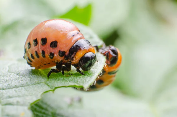 Red larva of the Colorado potato beetle eats potato leaves — Stock Photo, Image