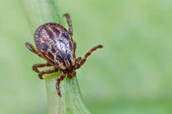 Nebezpečný parazit a přenašeč infekce sedí na zeleném listu — Stock fotografie