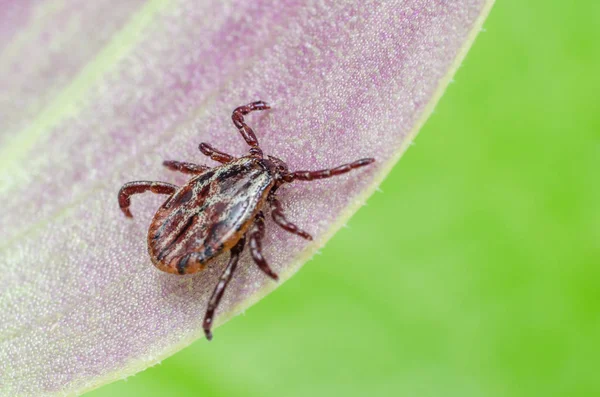 Bir yaprak üzerinde oturan tehlikeli parazit ve enfeksiyon taşıyıcı kene — Stok fotoğraf