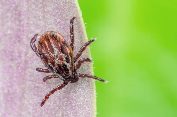 Sebuah parasit berbahaya dan infeksi pembawa tungau duduk di daun — Stok Foto