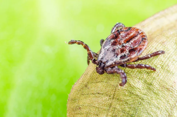 El ácaro se asienta sobre una hoja seca, parásito peligroso y portador de infecciones — Foto de Stock