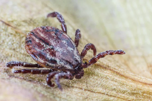 De mijt zit op een droog blad, gevaarlijke parasiet en drager zijn van infecties — Stockfoto