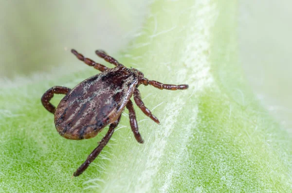Un parásito peligroso y un ácaro portador de infección sentado sobre una hoja verde — Foto de Stock