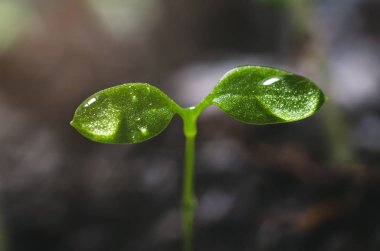 Yaprakların üzerine Su damlacıkları ile domates fidesi