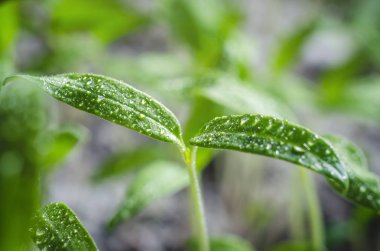 Yaprakların üzerine Su damlacıkları ile domates fidesi