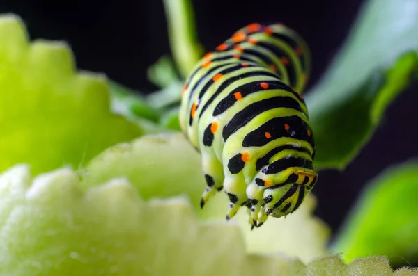 Caterpillar a machaon csúszó a zöld levelek, közelről — Stock Fotó