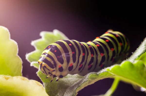 Caterpillar a machaon csúszó a zöld levelek, közelről — Stock Fotó