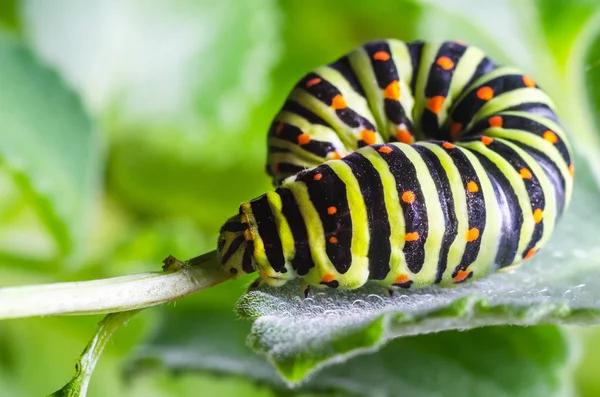 Lagarta da Machaon rastejando em folhas verdes, close-up — Fotografia de Stock