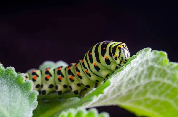 Machaon 'un Caterpillar 'ı yeşil yaprakların üzerine sürünüyor, yakın çekim — Stok fotoğraf