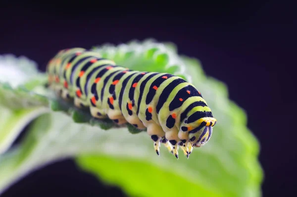 Machaon 'un Caterpillar 'ı yeşil yaprakların üzerine sürünüyor, yakın çekim — Stok fotoğraf