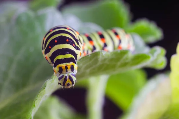 Oruga del Machaon arrastrándose sobre hojas verdes, primer plano —  Fotos de Stock