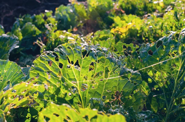 Koolbladeren opgegeten door slakken, parasiet bederft de oogst — Stockfoto