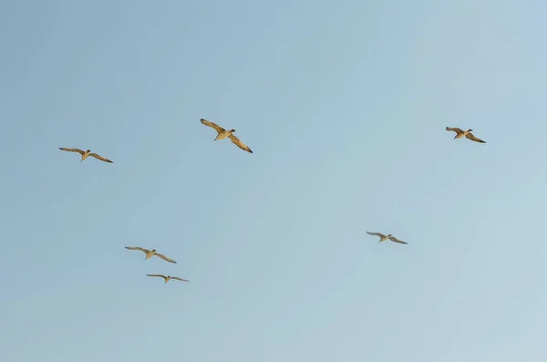 Deniz mavi gökyüzünde uçan martı. — Stok fotoğraf