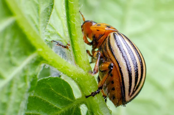 Coloradokever eet groene aardappel bladeren — Stockfoto