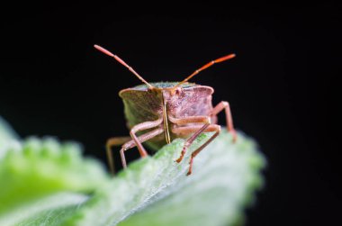 Böcek yeşil ağaç kalkanı Palomena prasina yaprağın üzerinde oturur.