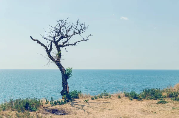 Dry tree on a cliff over the sea — Stock Photo, Image