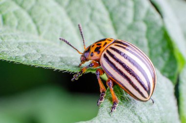 Colorado Patates böceği yeşil patates yaprakları yiyor