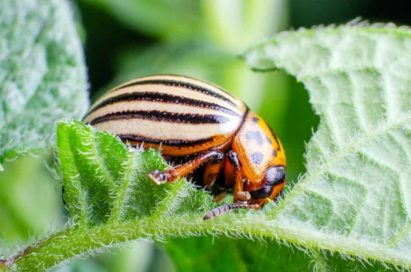 Colorado potato beetle eats green potato leaves — Stock Photo, Image