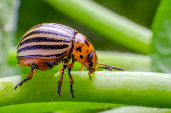 Colorado Patates böceği patates dallarda tarama