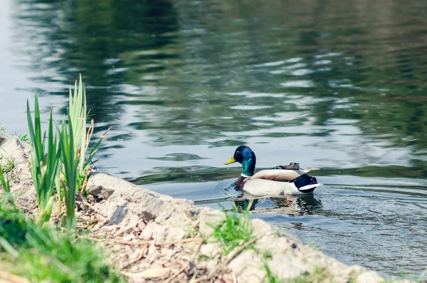 Beautiful wild duck swims in the pond.