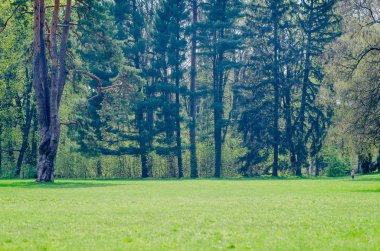 İlkbaharda şehir parkında büyük ağaçlar ve yeşil çimenler