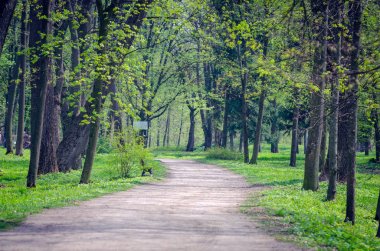 Bahar şehir parkında ağaçlar arasındaki yol