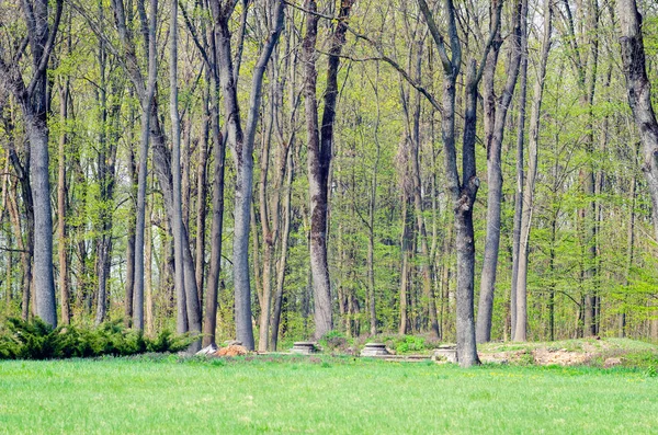 Grandi alberi ed erba verde nel parco cittadino in primavera — Foto Stock