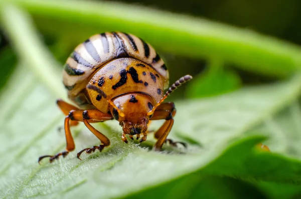 Colorado potato beetle eats green potato leaves — Stock Photo, Image