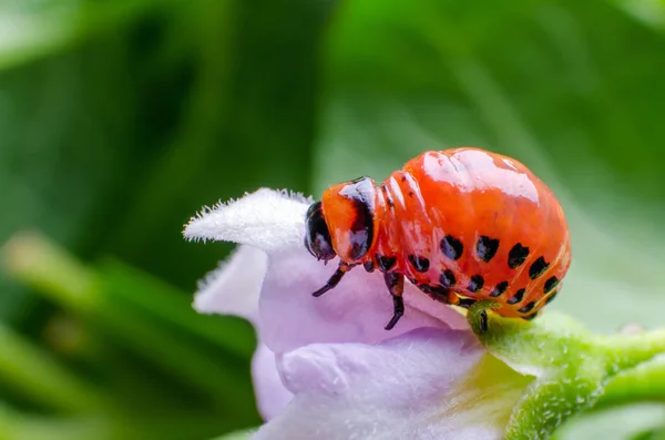 Larva roja del escarabajo de la patata de Colorado come hojas de papa — Foto de Stock