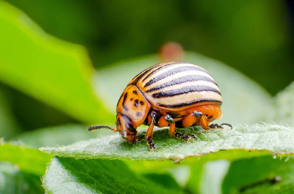 Colorado potato beetle crawling on potato leaves — Stock Photo, Image