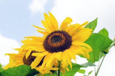 Ayçiçeği çiçekleri gökyüzüne yakın