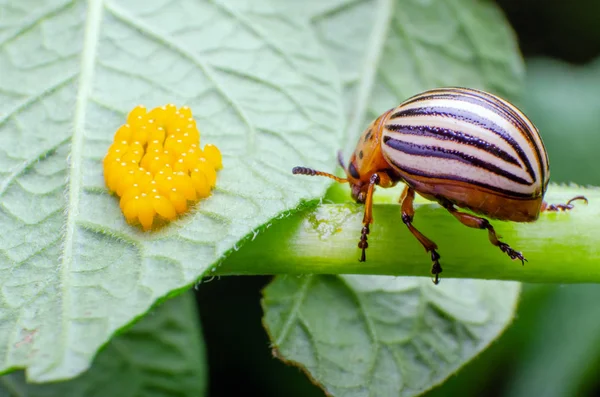 Colorado beetle crawls near yellow eggs on a sheet of potatoes. — Stock Photo, Image
