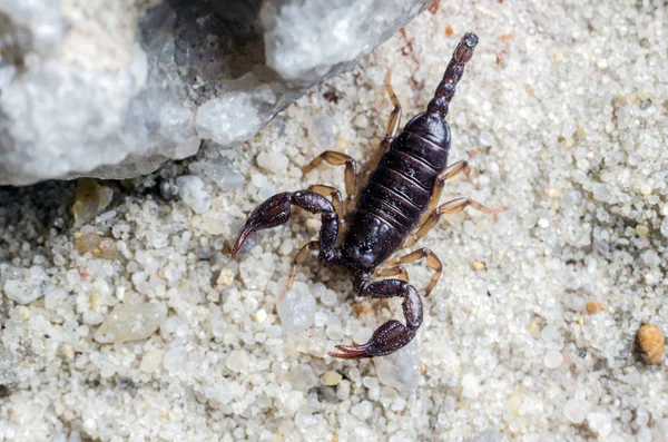 Scorpion creeps on the sand close up — Stock Photo, Image
