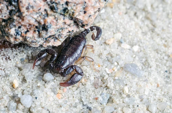 Скорпион подкрадывается к песку. — стоковое фото