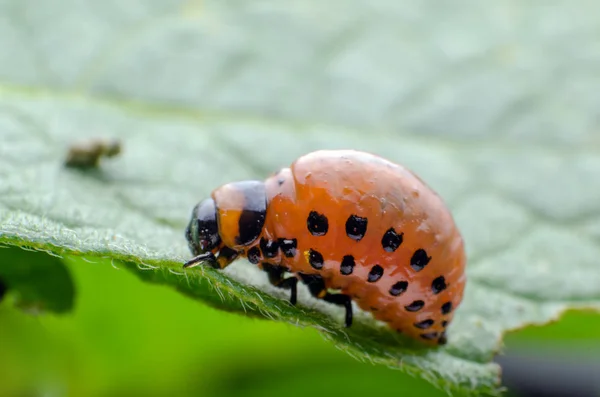 Rode larve van de Coloradokever eet aardappel bladeren — Stockfoto