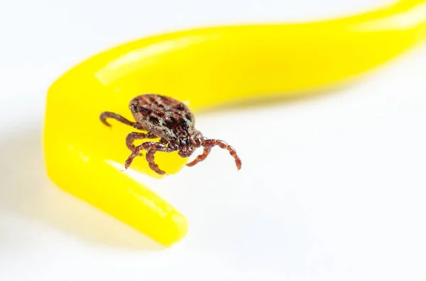 Les acariens rampent sur des pinces jaunes pour enlever les tiques sur un fond blanc — Photo