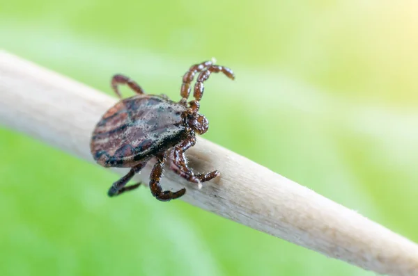 A dangerous parasite and a carrier of mite infection on a branch — Stock Photo, Image
