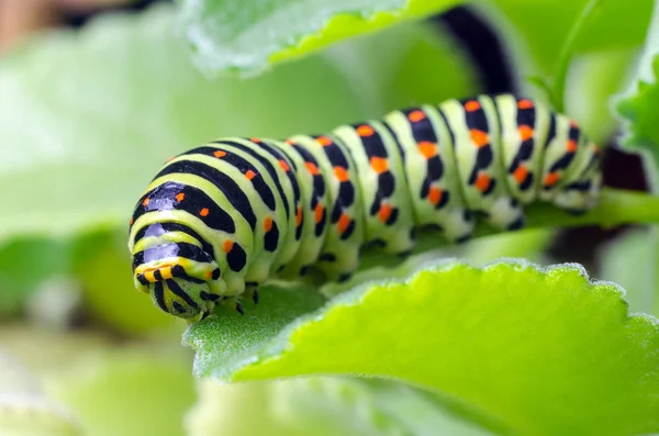 Oruga del Machaon arrastrándose sobre hojas verdes, primer plano —  Fotos de Stock