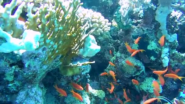 Renkli Bir Mercan Resifi Tropikal Balık Sürüsü Kızıldeniz Mısır — Stok video