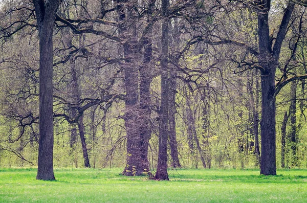 Große Bäume und grünes Gras im Stadtpark im Frühling — Stockfoto