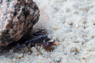 Akrep bir taşın altında saklanıyor, yakından