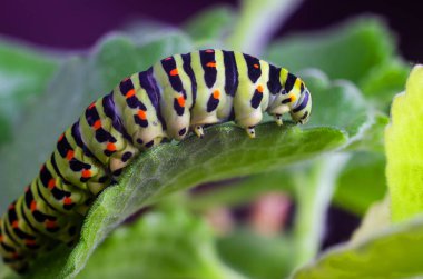 Machaon 'un Caterpillar 'ı yeşil yaprakların üzerine sürünüyor, yakın çekim