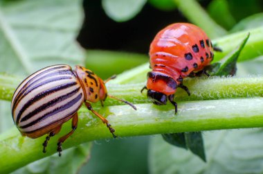 Colorado patates böceği ve kırmızı larva sürünüyor ve patates yaprakları yiyor.