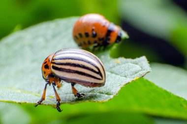 Colorado Patates böceği yeşil patates yaprakları yiyor