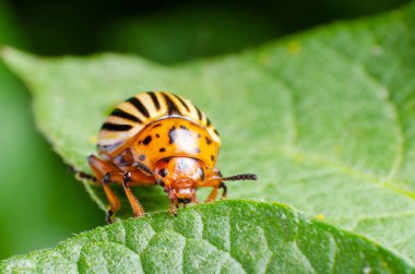 Colorado Patates böceği yeşil patates yaprakları yiyor
