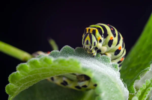 Caterpillar av machaon kryper på gröna blad, närbild — Stockfoto