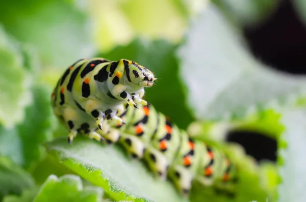 Caterpillar av machaon kryper på gröna blad, närbild — Stockfoto